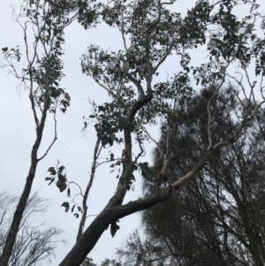 Eucalyptus albens at Symonston, ACT - 17 Sep 2021