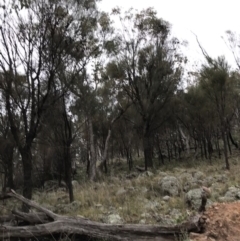 Eucalyptus albens at Symonston, ACT - 17 Sep 2021