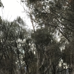 Eucalyptus albens at Mount Mugga Mugga - 17 Sep 2021