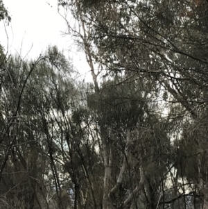 Eucalyptus albens at Symonston, ACT - 17 Sep 2021