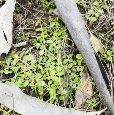 Isotoma fluviatilis subsp. australis (Swamp Isotome) at Symonston, ACT - 17 Sep 2021 by Tapirlord