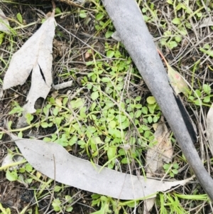 Isotoma fluviatilis subsp. australis at Symonston, ACT - 17 Sep 2021 04:42 PM