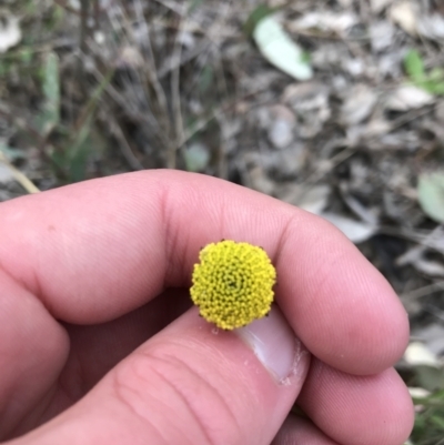 Craspedia variabilis (Common Billy Buttons) at Garran, ACT - 17 Sep 2021 by Tapirlord