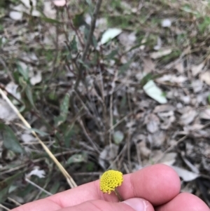 Craspedia variabilis at Garran, ACT - suppressed