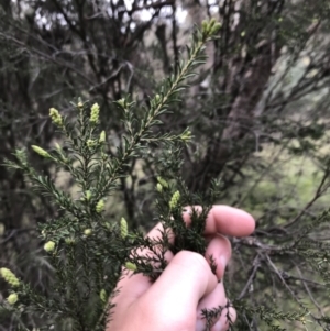 Melaleuca parvistaminea at Garran, ACT - 17 Sep 2021 04:36 PM