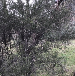 Melaleuca parvistaminea at Garran, ACT - 17 Sep 2021