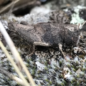 Cirphula pyrrhocnemis at Garran, ACT - 17 Sep 2021