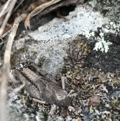 Cirphula pyrrhocnemis at Garran, ACT - 17 Sep 2021 04:34 PM