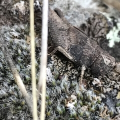 Cirphula pyrrhocnemis at Garran, ACT - 17 Sep 2021