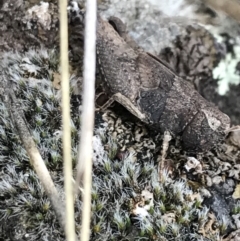 Cirphula pyrrhocnemis at Garran, ACT - 17 Sep 2021 04:34 PM