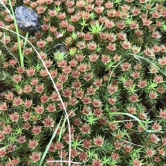 Polytrichaceae at Garran, ACT - 17 Sep 2021