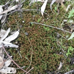 Polytrichaceae at Garran, ACT - 17 Sep 2021