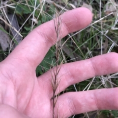 Aristida ramosa at Garran, ACT - 17 Sep 2021 04:26 PM