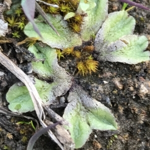 Riccia sp. (genus) at Garran, ACT - 17 Sep 2021