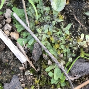 Riccia subbifurca at Garran, ACT - 17 Sep 2021 04:17 PM