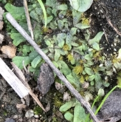 Riccia subbifurca at Garran, ACT - 17 Sep 2021 04:17 PM