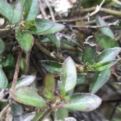 Opercularia hispida (Hairy Stinkweed) at O'Malley, ACT - 17 Sep 2021 by Tapirlord