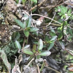 Opercularia hispida at O'Malley, ACT - 17 Sep 2021 04:15 PM