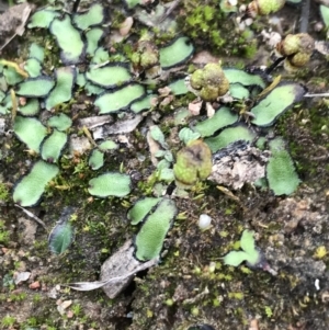 Asterella drummondii at O'Malley, ACT - 17 Sep 2021