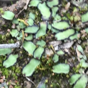 Asterella drummondii at O'Malley, ACT - 17 Sep 2021