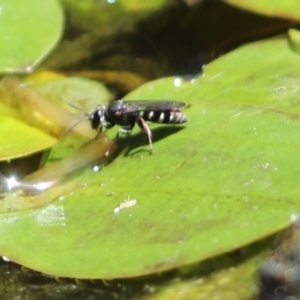 Turneromyia sp. (genus) at Cook, ACT - 29 Nov 2019 10:25 AM