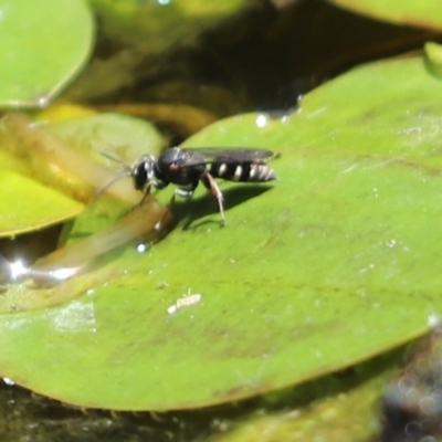 Turneromyia sp. (genus) (Zebra spider wasp) at Cook, ACT - 29 Nov 2019 by Tammy