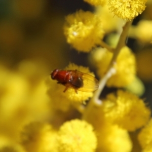 Lauxaniidae (family) at Hughes, ACT - 17 Sep 2021