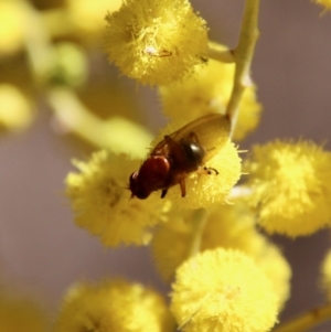 Lauxaniidae (family) at Hughes, ACT - 17 Sep 2021