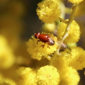 Lauxaniidae (family) at Hughes, ACT - 17 Sep 2021