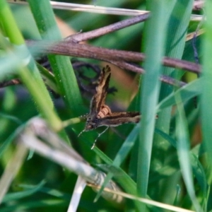 Epyaxa subidaria at Hughes, ACT - 17 Sep 2021