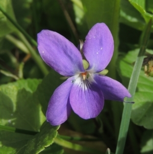 Viola odorata at Conder, ACT - 9 Sep 2021