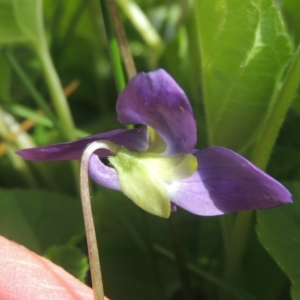 Viola odorata at Conder, ACT - 9 Sep 2021 10:44 AM