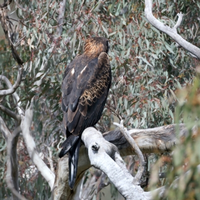 Aquila audax (Wedge-tailed Eagle) at Majura, ACT - 9 Sep 2021 by jb2602