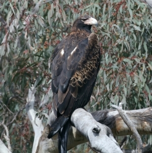 Aquila audax at Majura, ACT - 9 Sep 2021