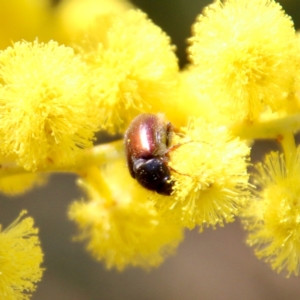 Heteronyx dimidiatus at Hughes, ACT - 17 Sep 2021