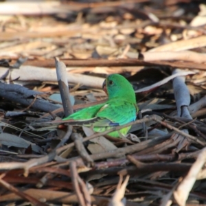 Lathamus discolor at Deakin, ACT - suppressed