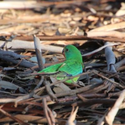 Lathamus discolor (Swift Parrot) at Deakin, ACT - 19 Sep 2021 by LisaH