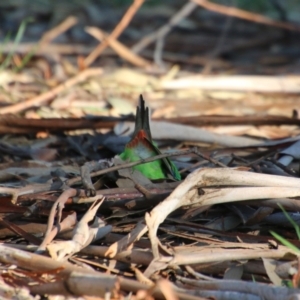 Lathamus discolor at Deakin, ACT - suppressed