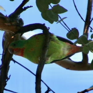 Lathamus discolor at Deakin, ACT - suppressed