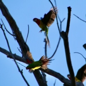 Lathamus discolor at Deakin, ACT - suppressed