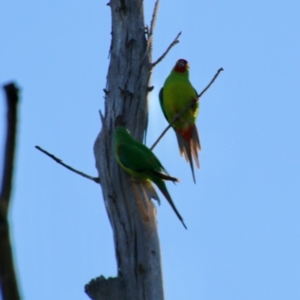 Lathamus discolor at Deakin, ACT - 20 Sep 2021