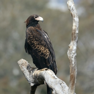 Aquila audax (Wedge-tailed Eagle) at Majura, ACT - 9 Sep 2021 by jb2602