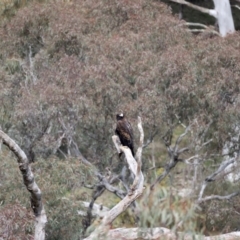 Aquila audax at Majura, ACT - suppressed