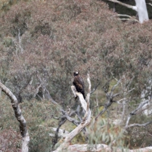 Aquila audax at Majura, ACT - suppressed