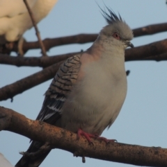 Ocyphaps lophotes (Crested Pigeon) at Conder, ACT - 9 Sep 2021 by michaelb