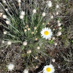 Leucochrysum albicans subsp. albicans (Hoary Sunray) at Throsby, ACT - 19 Sep 2021 by mlech