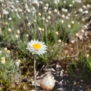 Leucochrysum albicans subsp. tricolor at Goorooyarroo NR (ACT) - 20 Sep 2021