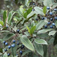 Elaeocarpus reticulatus (Blueberry Ash, Fairy Petticoats) at Broulee, NSW - 30 Jun 2021 by kieranh