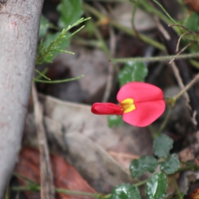 Kennedia prostrata (Running Postman) at Moruya, NSW - 29 Jun 2021 by kieranh