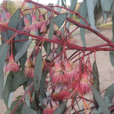 Eucalyptus sideroxylon (Mugga Ironbark) at Banks, ACT - 9 Sep 2021 by MichaelBedingfield